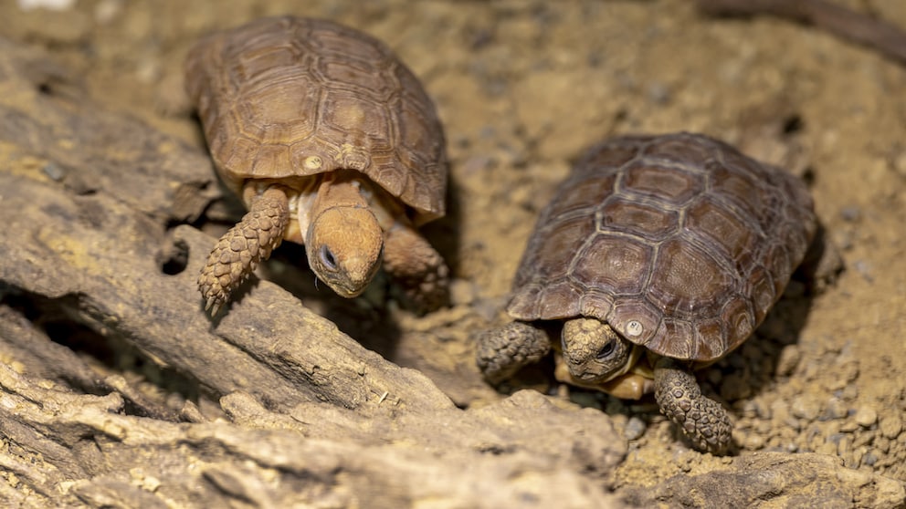 Zwei Boulenger Flachschildkröten krabbeln über eine Wurzel