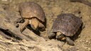 Zwei Boulenger Flachschildkr&ouml;ten krabbeln &uuml;ber eine Wurzel