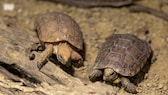 Zwei Boulenger Flachschildkröten krabbeln über eine Wurzel