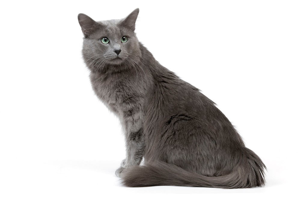 Das auffälligste Merkmal der Nebelung-Katze ist ihr halblanges blaues Fell. Gemäß Standard muss dieses blau sein und darf keine Musterung aufweisen.