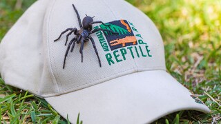 Trichternetzspinne namens Herkules bei seiner Entdeckung in Sydney