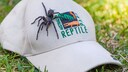 Trichternetzspinne namens Herkules bei seiner Entdeckung in Sydney
