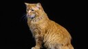 Eine Cymric-Katze vor schwarzem Hintergrund