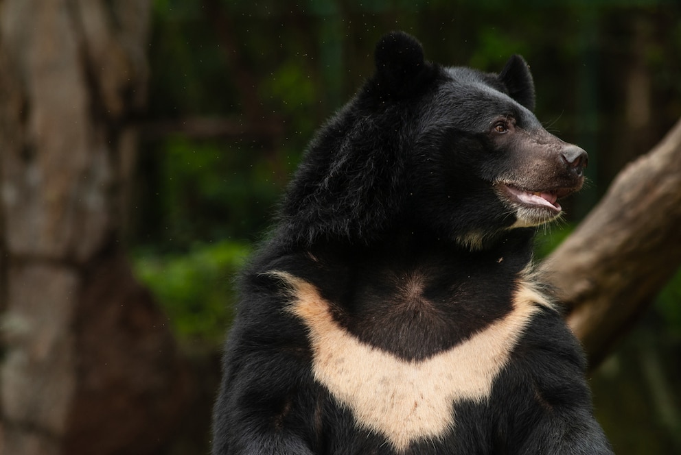 Ein Kragenbär vor Natur