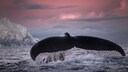 Ein Buckelwal schwimmt in den Gew&auml;ssern vor Norwegen