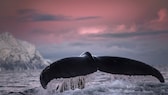 Ein Buckelwal schwimmt in den Gewässern vor Norwegen