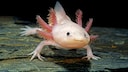 Axolotl (Ambystoma mexicanum) unter Wasser