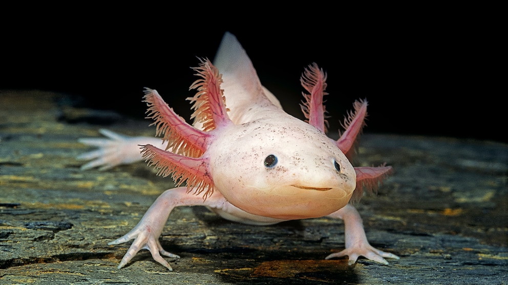 Axolotl (Ambystoma mexicanum) unter Wasser