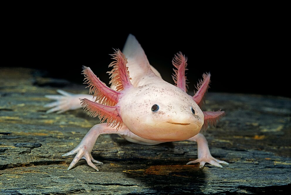 Axolotl (Ambystoma mexicanum) unter Wasser