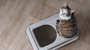 Katze sitzt auf der Toilette und schaut nach oben in die Kamera