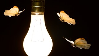 Motten fliegen um eine Glühbirne