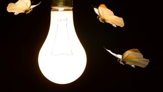 Motten fliegen um eine Glühbirne