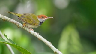 Der Schneidervogel ist ein richtiger Künstler, wenn es um den Nestbau geht
