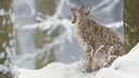 Eurasischer Luchs (Lynx lynx) im verschneiten Wald sitzend