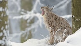 Eurasischer Luchs (Lynx lynx) im verschneiten Wald sitzend