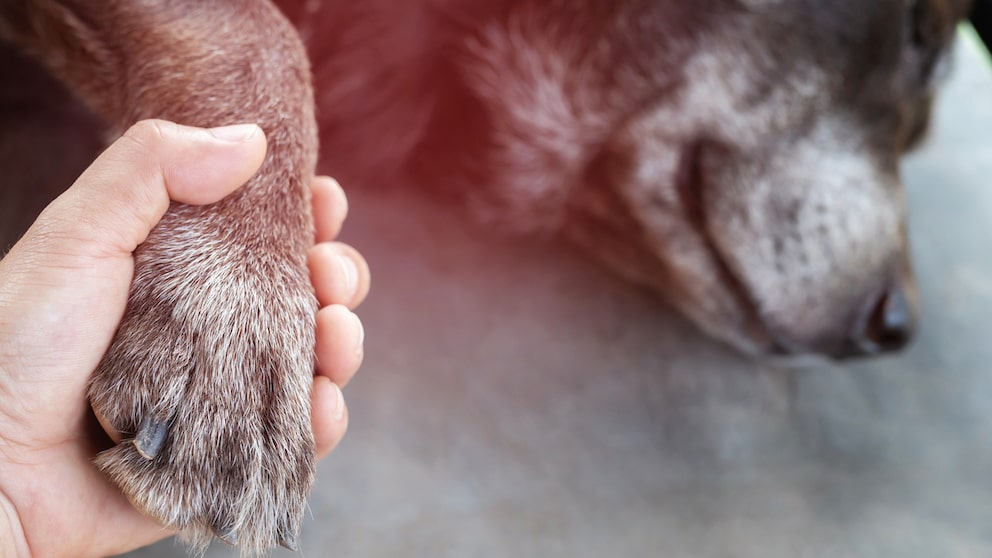 Was zu tun ist, wenn der geliebte Hund gestorben ist, verrät PETBOOK.