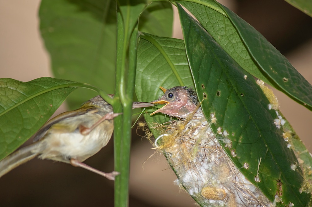 <strong>Das Nest des Schneidervogels bietet guten Schutz für die Aufzucht seiner Küken.</strong>