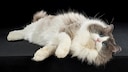 Ragamuffin vor schwarzem Hintergrund