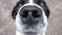 Hunde haben einen besonders ausgepr&auml;gten Geruchssinn und sind in vielen Situationen auf diesen angewiesen.
