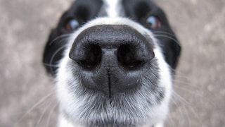 Hunde haben einen besonders ausgeprägten Geruchssinn und sind in vielen Situationen auf diesen angewiesen.