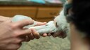 Bevor mit der Wunddesinfektion bei Hund und Katze begonnen wird, sollte das Tier beruhigt werden. Denn nur so l&auml;sst sich die Wunde am besten versorgen.