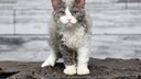 Katze der Rasse Selkirk Rex auf grauem Hintergrund