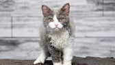 Katze der Rasse Selkirk Rex auf grauem Hintergrund