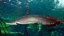 Ein Arapaima gigas schwimmt durch das Wasser