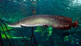 Ein Arapaima gigas schwimmt durch das Wasser