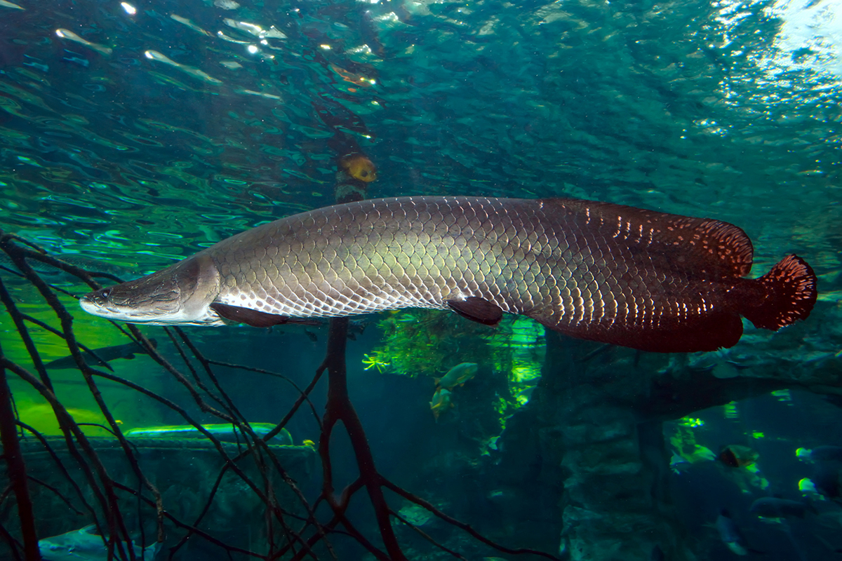 Arapaima gigas: Dieser Fisch frisst sogar Piranhas - PETBOOK