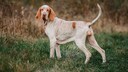 Der Bracco Italiano erfreut sich als Jagd- und als Familienhund immer gr&ouml;&szlig;erer Beliebtheit.