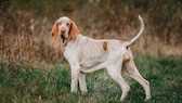 Der Bracco Italiano erfreut sich als Jagd- und als Familienhund immer größerer Beliebtheit.