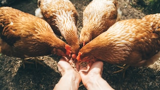 Glückliche Hühner werden aus der Hand gefüttert