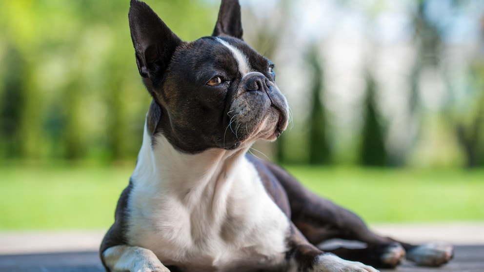 Boston Terrier wurde einst als Kampfhund gehalten, aber mauserte sich schnell zum beliebten Familienhund. 
