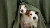 Zwei Hunde verstecken sich unter einer Decke