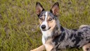 Die Wurzeln des Australian Koolie lassen sich bis zu den Collies und anderen Schäferhunden zurückverfolgen, die von europäischen Siedlern nach Australien gebracht wurden.