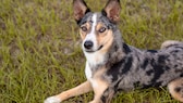 Die Wurzeln des Australian Koolie lassen sich bis zu den Collies und anderen Schäferhunden zurückverfolgen, die von europäischen Siedlern nach Australien gebracht wurden.