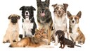 Gruppe aus Hunden verschiedener Rassen