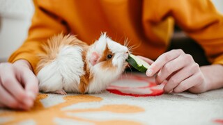 Ein Meerschweinchen wird mit Gurke gefüttert