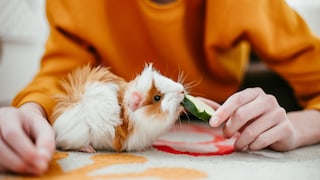 Ein Meerschweinchen wird mit Gurke gefüttert