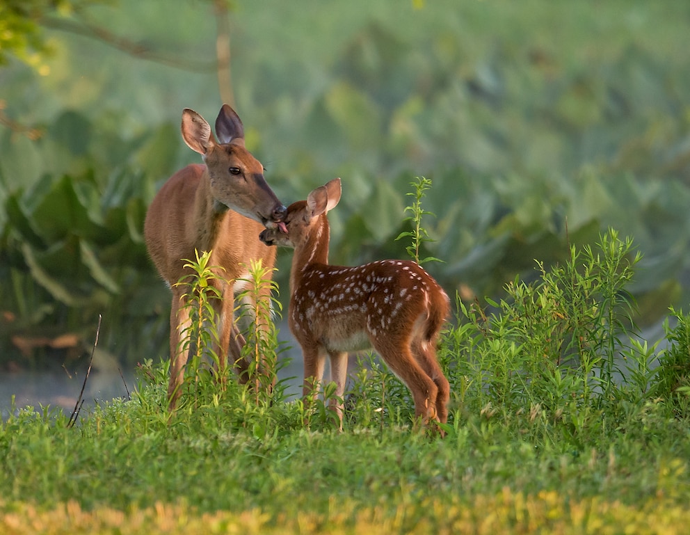 Weißwedelhirsch (Odocoileus virginianus): Kuh mit Kalb