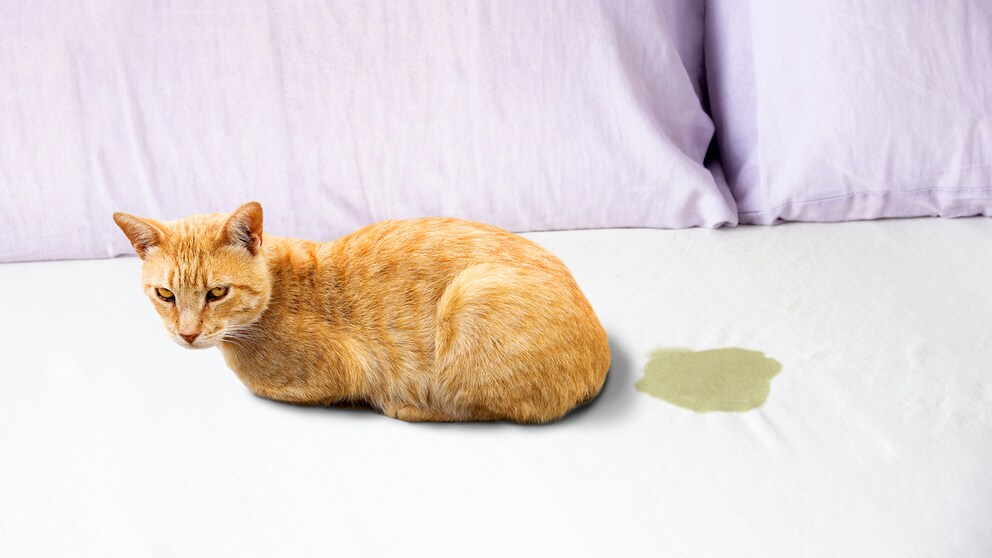 Katze sitzt auf Bett neben Urinfleck