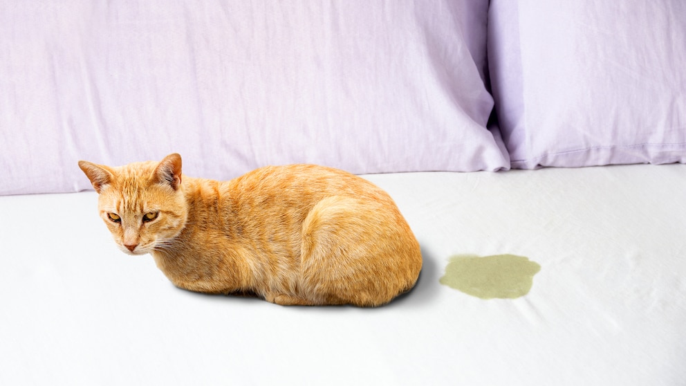 Katze sitzt auf Bett neben Urinfleck
