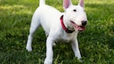 Der Bullterrier ist eine robuste und muskulöse Hunderasse, die für ihre einzigartige Schnauze und ihren starken Charakter bekannt ist.