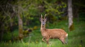 Rehbock auf der Wiese am Waldrand stehend