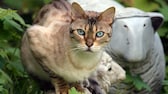 Chausie-Katze im Portrait