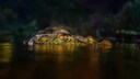 Nahaufnahme eines Kaimans (Caimen Crocodilus) im Dunkeln