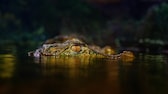 Nahaufnahme eines Kaimans (Caimen Crocodilus) im Dunkeln