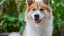 Thai Bangkaew Dog vor gr&uuml;nem Hintergrund
