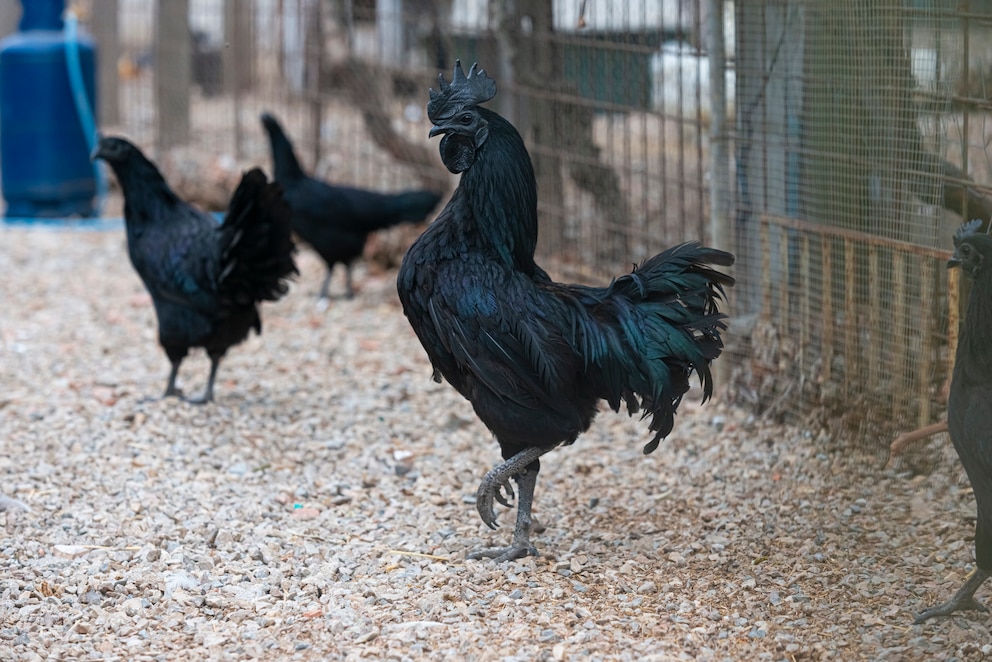 <strong>Das teuerste Huhn der Welt besticht mit seinem schwarzen Gefieder.</strong>